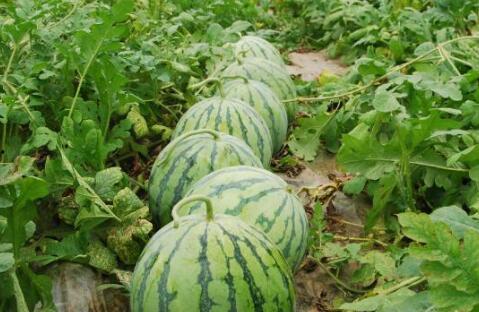 广西大瓜爆料视频大全,揭秘热点事件背后的真相 第2张 广西大瓜爆料视频大全,揭秘热点事件背后的真相 第2张